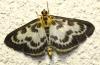 Anania hortulata